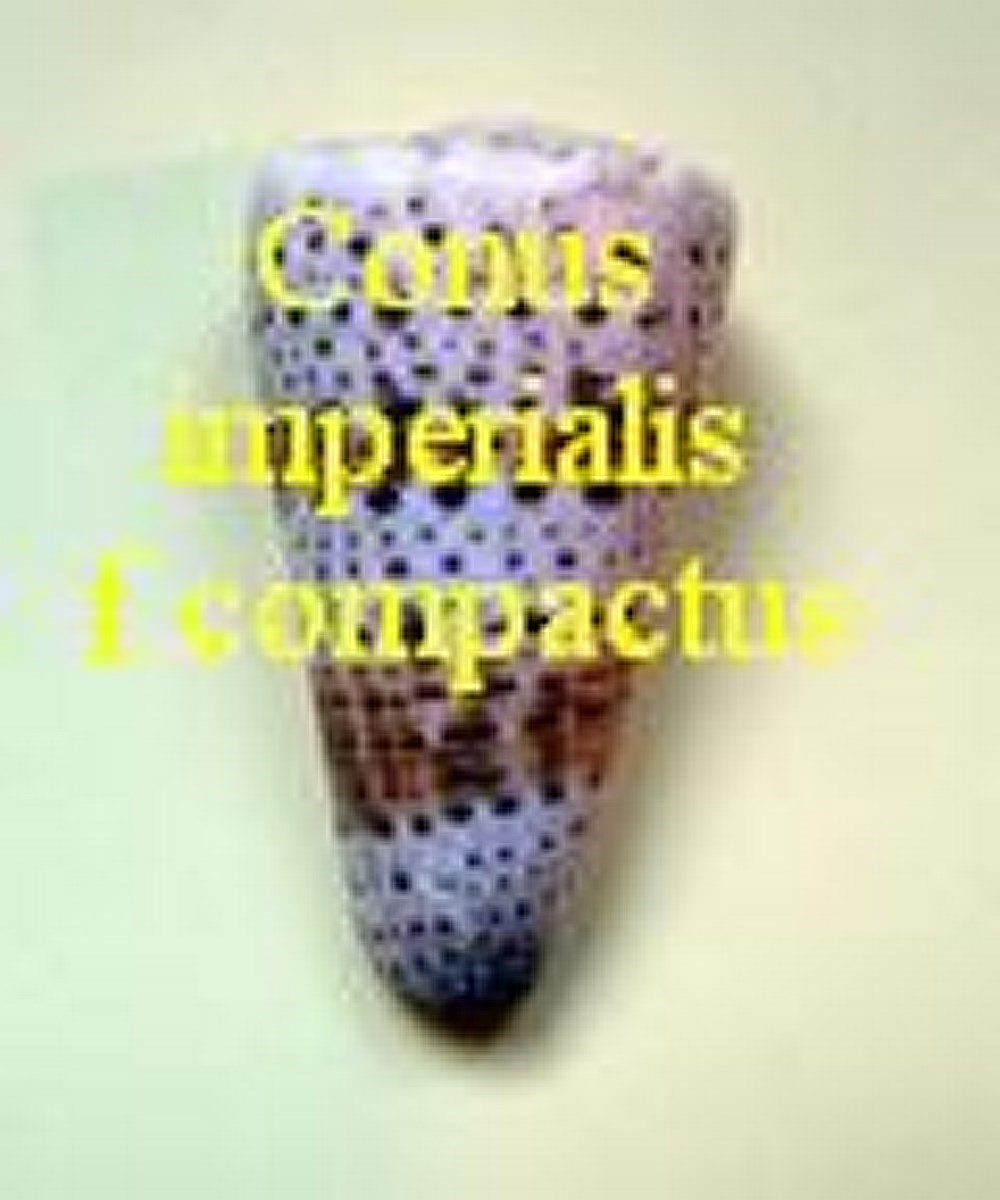 Conus imperialis f. compactus, Wils 1970 (RKK 6)rho